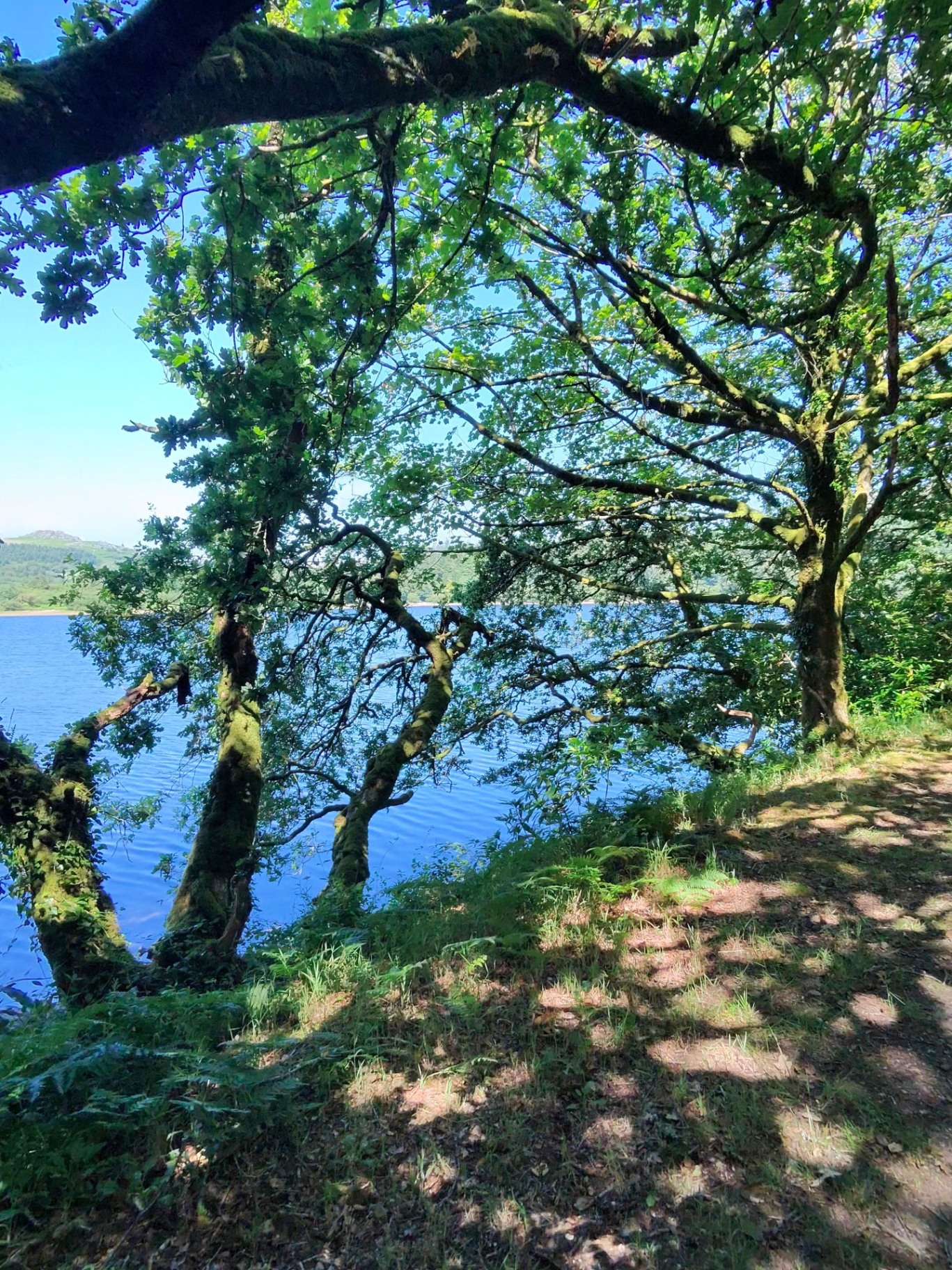 Oak canopy over Burrator Reservoir on the first afternoon.