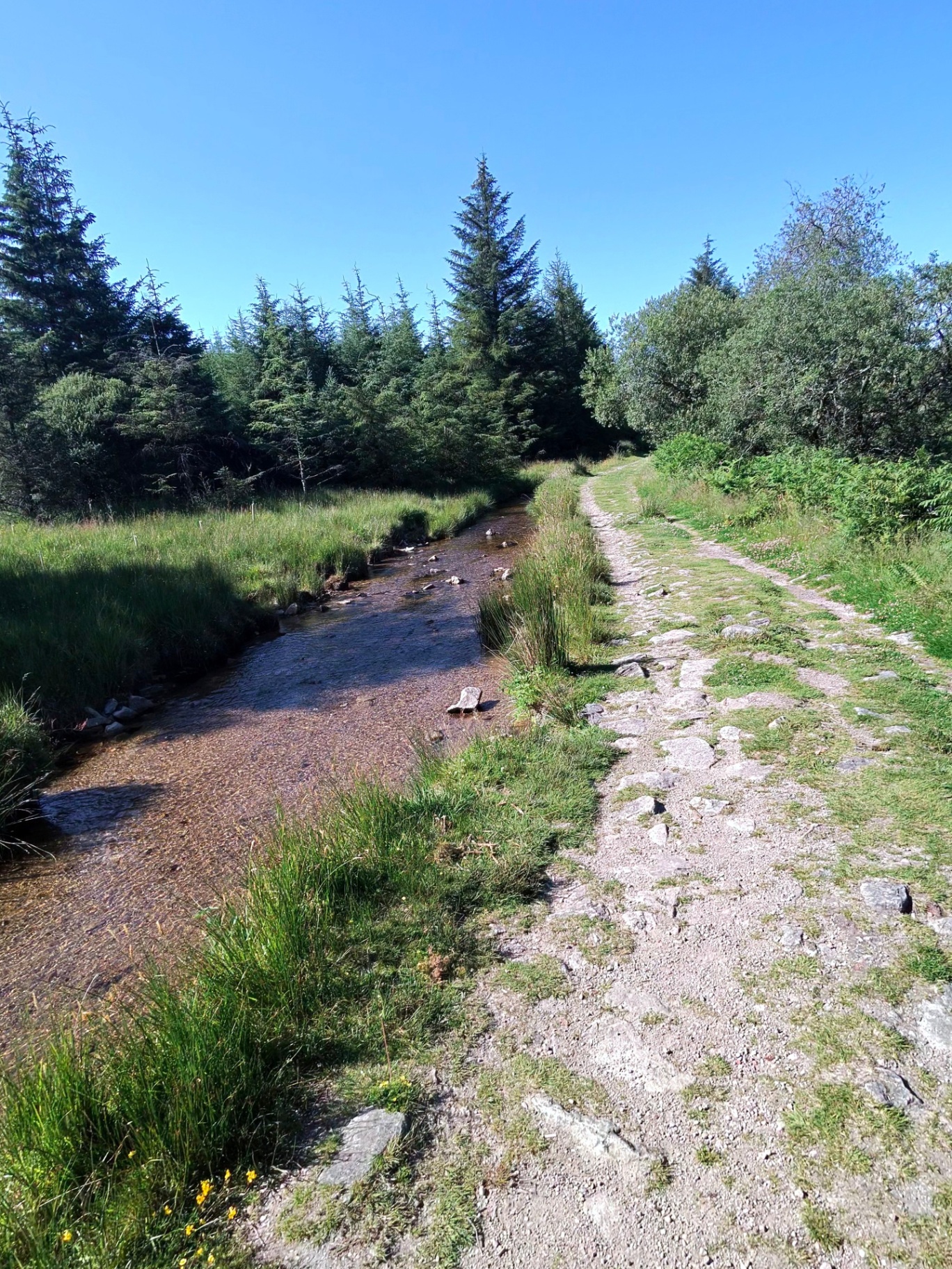 The leet running down through the plantation — clear enough to filter and drink.